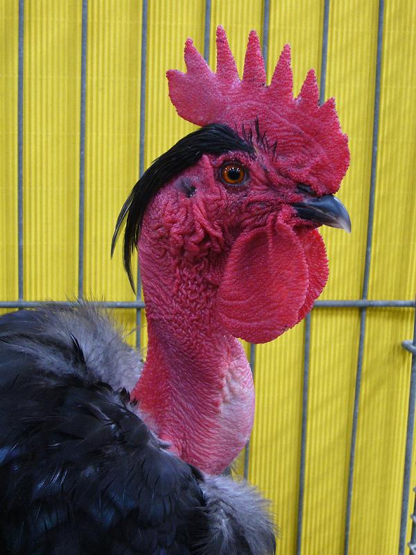 Hannover 2008 233.jpg - Nackthalshühner schwarz von Peter Risch Preis HV 96 VHMW Med.